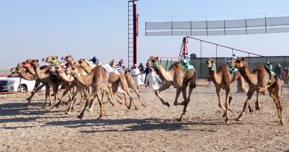  Kuwait's 16th Camel Race