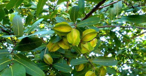  Kuwait plants arjun trees that bear local environmental conditions 
