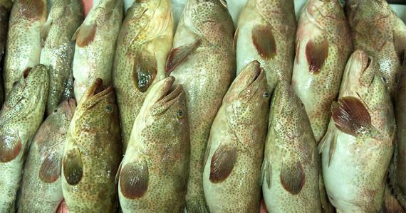 Brown Spotted Grouper fish