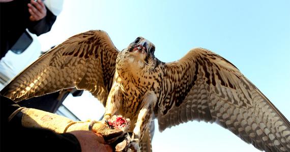 Gulf Popular Heritage Festival witness Falcons race