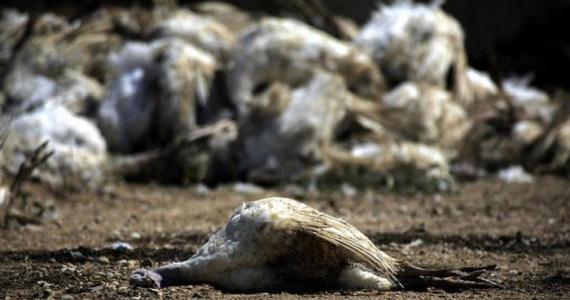 Kuwait bans poultry imports from Germany
