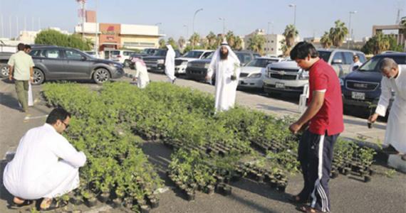 Kuwaiti farmer gives away 100,000 moringa saplings