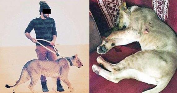 Kuwaiti killed by pet lion in Saudi Arabia