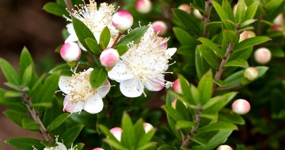 PAAAFR to plant Myrtle tree to beautify Kuwait 