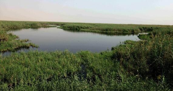  Jahra nature reserve, Kuwait