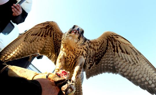 Gulf Popular Heritage Festival witness Falcons race